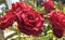 Macro photo with decorative background texture of beautiful bright velvet petals of a rose Bush varietal flower for landscaping