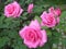 Macro photo with decorative background texture of beautiful bright velvet petals of a rose Bush varietal flower for landscaping