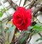 Macro photo with a decorative background texture of a beautiful flower Bush assorted red roses