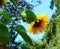 Macro photo with decorative background texture of a beautiful flower with yellow petals of a sunflower herbaceous plant