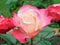 Macro photo with a decorative background texture of beautiful garden flowers roses