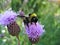 Macro photo with decorative background texture of a beautiful insect fluffy motley bumblebee collecting nectar on field flowers