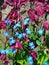 Macro photo with decorative background and texture of beautiful summer flowers of dark red Aquilegia and bright blue forget-me-not