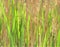 Macro photo with decorative background texture of bright green fresh grass and old dried stems of water grass