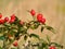 Macro photo with a decorative background texture of bright red berries forest bushes of wild rose hips,