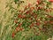 Macro photo with a decorative background texture of bright red berries forest bushes of wild rose hips,