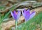 Macro photo with decorative background texture of delicate beautiful purple petals of forest plant flowers primroses Crocus