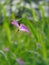 Macro photo with decorative background texture delicate field flower structure wild geranium with pink petals