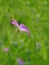 Macro photo with decorative background texture delicate field flower structure wild geranium with pink petals