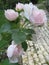 Macro photo with decorative background texture delicate petals of flowers and buds shrub garden rose for landscaping