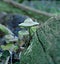 Macro photo with decorative background texture of forest carved inedible mushroom in the form of alien apparatus on the old rotten