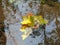 Macro photo with a decorative background texture of oak twigs with yellow leaves in the clear water of the forest river