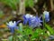 Macro photo with decorative background texture petals blue color of herbaceous plants Aquilegia