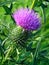 Macro photo with a decorative background texture prickly wild Thistle flower with purple petals