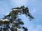 Macro photo with a decorative background texture of a white snow cap on the branches of a tall pine tree against the blue sky