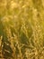 Macro photo with a decorative background texture of wild grass in a Sunny Golden light