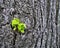 Macro photo with decorative background of tree bark texture and new young green leaves of Linden tree