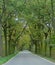 Macro photo with decorative background of the unique structure of the city road with the form of trees planting