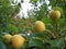 Macro photo with decorative background of useful ripening edible fruits of pear tree plants for growing in gardens