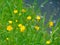 Macro photo with a decorative background of wild small yellow flowers of the medicinal plant Buttercup in green grass