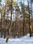 Macro photo with decorative background of winter European landscape with high pines and white snow