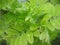 Macro photo with a decorative background of young fresh green leaves on tree branches in rainwater drops