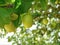 Macro photo with a decorative background of young ripening fruits on a branch of a yellow plum tree plant in agriculture
