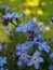 Macro photo with decorative beautiful background of wild forest grassy flowers forget-me-not plants or Myosotis family Boraginacea