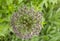 Macro photo of decorative garlic violet flower