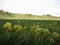 Macro photo with decorative landscape background of historical hills and forest wild medicinal edible flowers of the Lithuanian