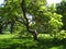 Macro photo with decorative landscape background of summer Sunny day in the old historical Park of San Susi in Potsdam