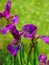 Macro photo with a decorative summer background texture purple petals of garden flowers iris