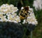 Macro photo with a decorative wildlife background in the form of a bright striped beetle on a plant twig for design