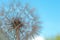 The macro photo of a deflowered flower of a dandelion against th