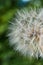 The macro photo of a deflowered flower of a dandelion against th