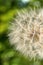 The macro photo of a deflowered flower of a dandelion against th