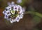 Macro photo, delicate flowers, Sweet Allysum (Lobularia maritima)