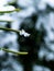 Macro photo of distinct real snowflake on a green pine needle with dark background