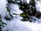 Macro photo of distinct real snowflake and snow on a green pine needle with dark background