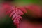 Macro photo of Doodia Aspera or Prickly rasp fern