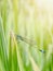 macro photo of dragonflies on young rice leaves