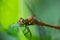 Macro photo dragonfly sitting on green leaf