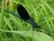 Macro photo of a Dragonfly with textured blue hues of the wings of the ancient order of insects