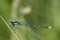 Macro photo of a dragonfly. waterjuffer