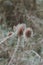 Macro photo of dried thistle. Nature background