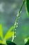 Macro photo. drops of water on green branches Sheflers. houseplant at home