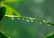 Macro photo. drops of water on green branches Sheflers. houseplant at home