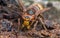 Macro photo of an european hornet, Vespa crabro feeding on sap on oak