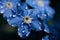 Macro photo extremely close up of tiny wet forget-me-not flowers. Delicate petals