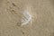 Macro photo of feather on a sand